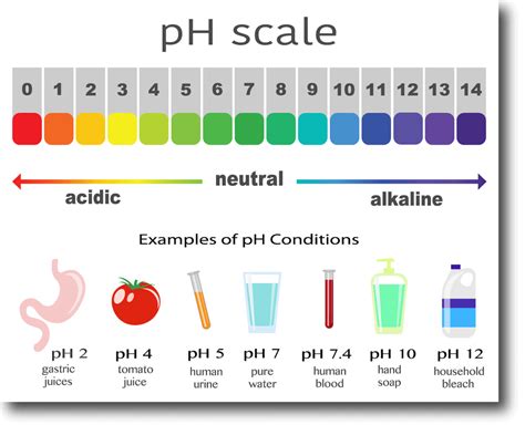 Ph in bleach. Things To Know About Ph in bleach. 